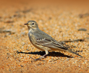 American Pipit Bird on the Sand