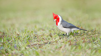 CARDINAL