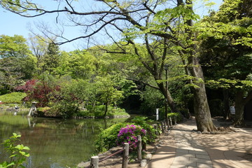 新緑の公園