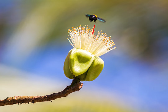 A bumblebee nectar feeder on a white flower (White silk cotton tree - The Latin name is Bombax anceps Pierre )