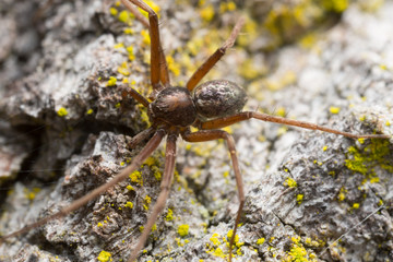 Philodromus spider on wood