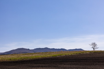 丘に立つ１本の木