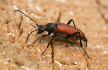Female flower longhorn beetle, Anastrangalia sanguinolenta laying eggs on wood