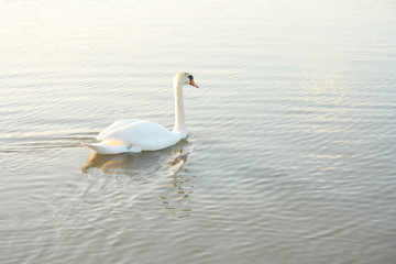 Fototapeta premium Summer swan swim