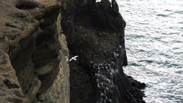 Icelandic sea gulls live on cliff around Londrangar peninsular in west coast of Iceland. Shot in slow motion 120 fps