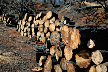 Stacks of cut wood after a wildfire had scorched the area.