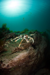 King crab in the deep