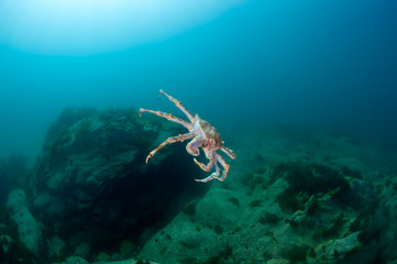 Fototapeta premium King crab in the deep