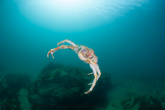 King crab in the deep