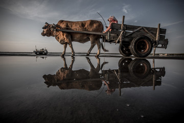 Cow cart of Fangyuen, Changhua, Taiwan © WANSHUN
