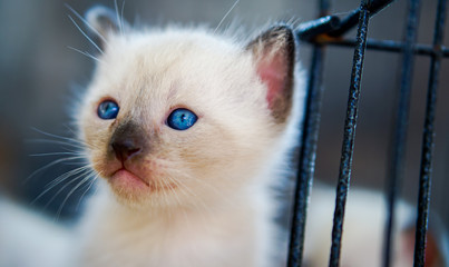 cute kitten