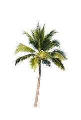 Obraz premium Coconut trees on white background 