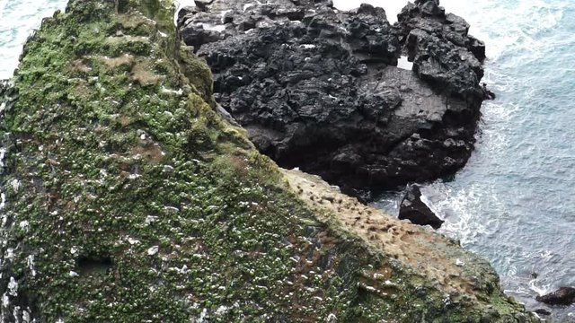 Icelandic seagulls live on cliff around Londrangar peninsular in west coast of Iceland. Shot in slow motion 120 fps