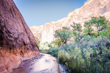 Stream and marsh in desert canyon