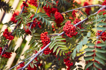 rowan tree in the garden