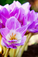crocuses in the garden