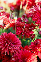 red chrysanthemum in the garden. red floral background