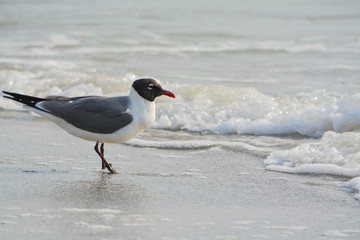 A Laughing Gull (Leucophaeus Atricilla) is on Indian Rocks Beach, Gulf of Mexico, Florida