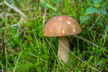 Mushroom in Iceland