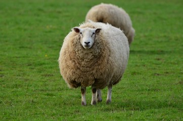 Adult unsheared sheep facing the camera in the green grass