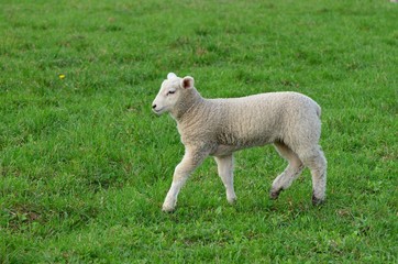 Fototapeta premium Single lamb walking in the green grass