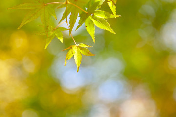 light green tone maple leaves with beautiful bokeh in park, autumn in japan, "color of season" concept