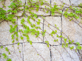 Ivy plant creeping on the rock wall for background