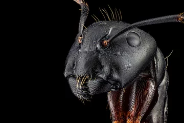 Fotobehang Extreem macroportret van een mier, scherp en gedetailleerd, 4 keer vergroot door een microscoopobjectief. De breedte van het frame is 5 mm. © mandritoiu
