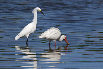 White Ibis ( Eudocimus albus) and Snowy Egret ( Egretta thula) catching and eating shrimp, crabs, and small eels at Fort Desoto Park near St. Pete Beach, Florida.