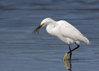 Snowy Egret ( Egretta thula) catching and eating shrimp, crabs, and small eels at Fort Desoto Park near St. Pete Beach, Florida.