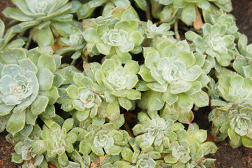 Many aeonium haworthii green succulent  plants