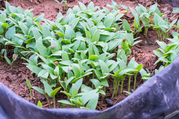 Eggplant seedlings in farmer's farm