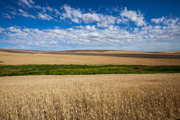 big sky wheatfield