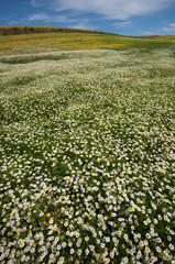 endless daisies