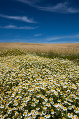 endless daisies to the sky