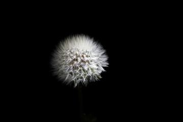 Fototapeta premium parachute ball of dandelion on black background