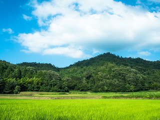 日本の夏