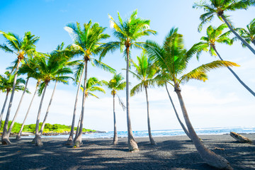 Bright green fronds of palms shadow stoney beach below under blue sky