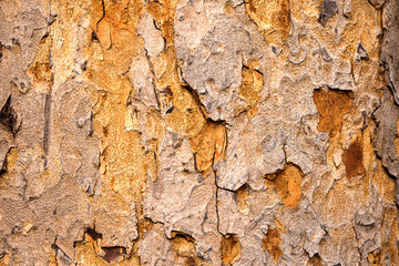 tree trunk bark