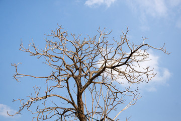 Old dry tree