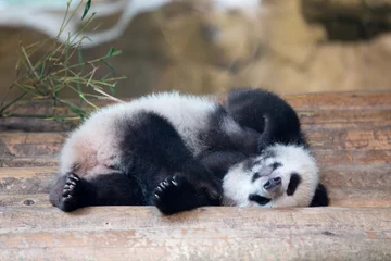 Foto op Plexiglas Panda babypanda slaapt op zijn rug
