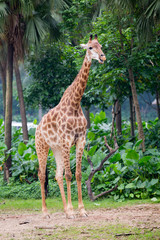 Giraffe on  background of palm trees