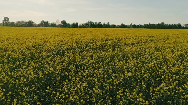 Flug mit Drohne &uuml;ber gelbes, bl&uuml;hendes Rapsfeld