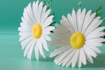 Obraz premium White chamomiles made of artificial material. The flowers are on a neutral green background.
