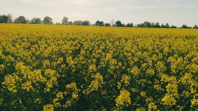 Flug mit Drohne &uuml;ber gelbes, bl&uuml;hendes Rapsfeld