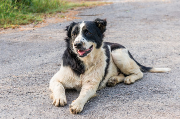 thai dog black and white color