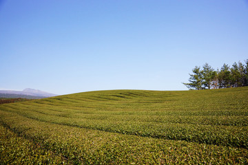 Fototapeta na wymiar Green tea field