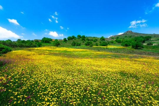 Abstract nature background of grass and wild flowers, Crete, Greece.