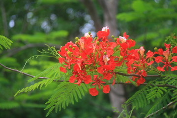 Orange flowers in summer : Caesalpinia pulcherrima : Flowers are the peacock's tail