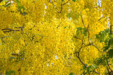 Naklejka na ściany i meble Golden shower or Cassia fistula flower in the garden or nature park at Khon Kaen Province in Thailand Summer Season